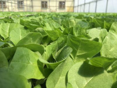 Green seedling leaves covering a greenhouse bench