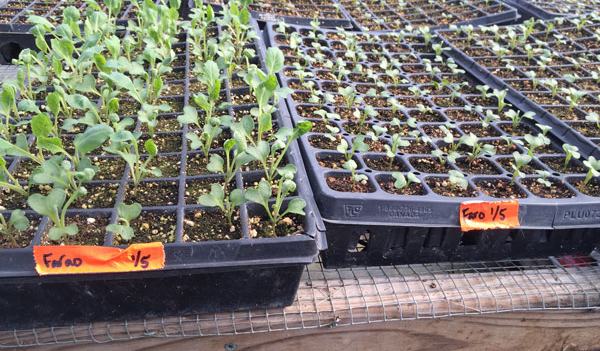 Transplant Problem - Growing Small Farms | NC State Extension