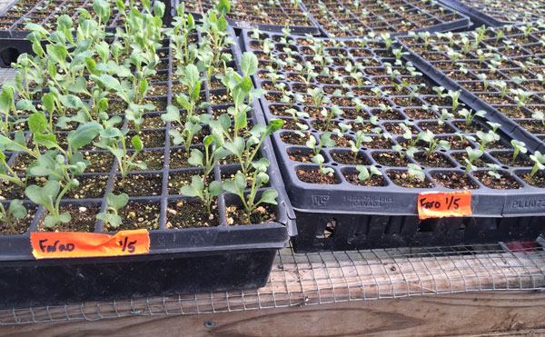 cabbage seedlings