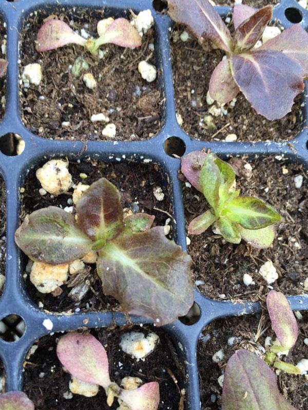 lettuce seedlings
