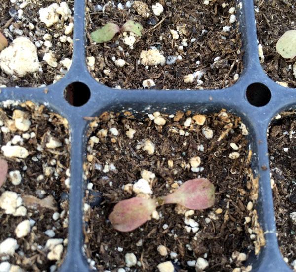 lettuce seedlings