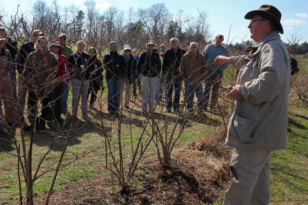 NCSU Blueberry Specialist Bill Cline prunes four year old rabbiteye blueberry plants at Howard's farm. Photo by Debbie Roos.