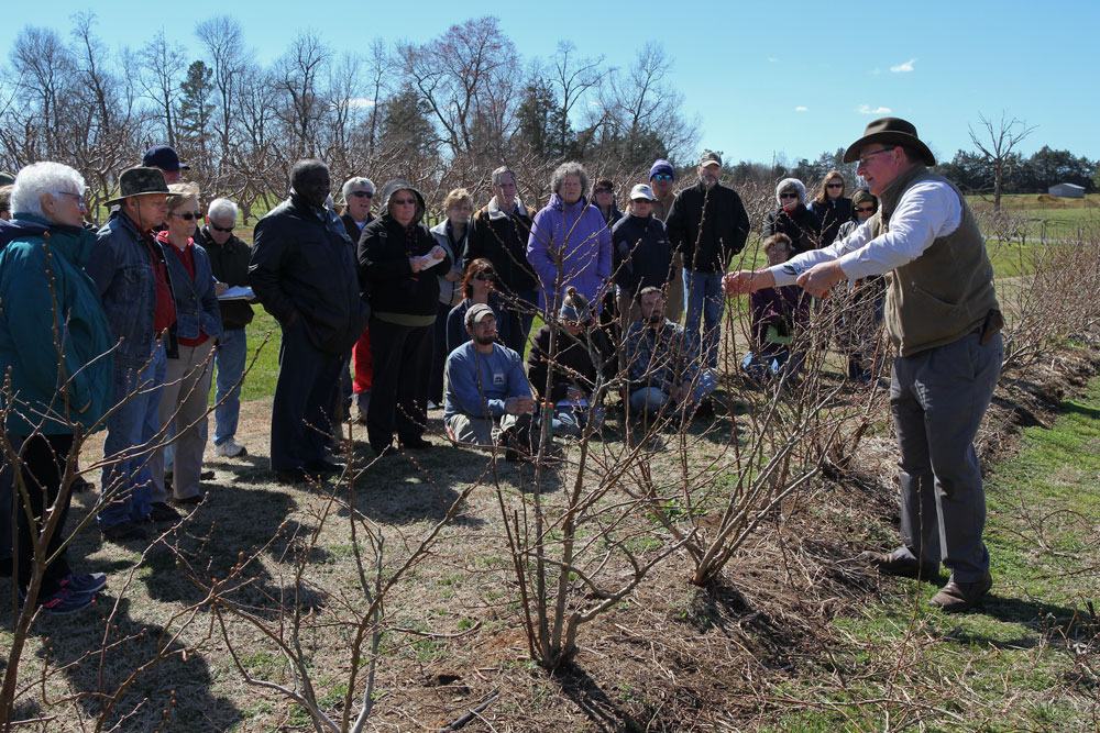 NCSU Specialist Bill Cline talked about the importance of annual pruning for blueberries, starting with planting. Many people have a difficult time removing flower buds because they don't want to lose berries but pruning ensures plant health and good yields of quality berries for years to come. Photo by Debbie Roos.