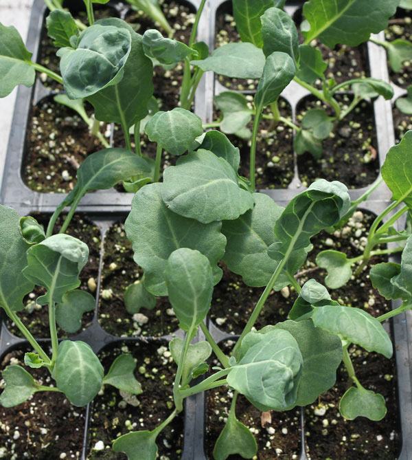 Broccoli seedlings