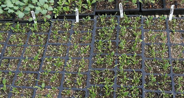 spinace seedlings