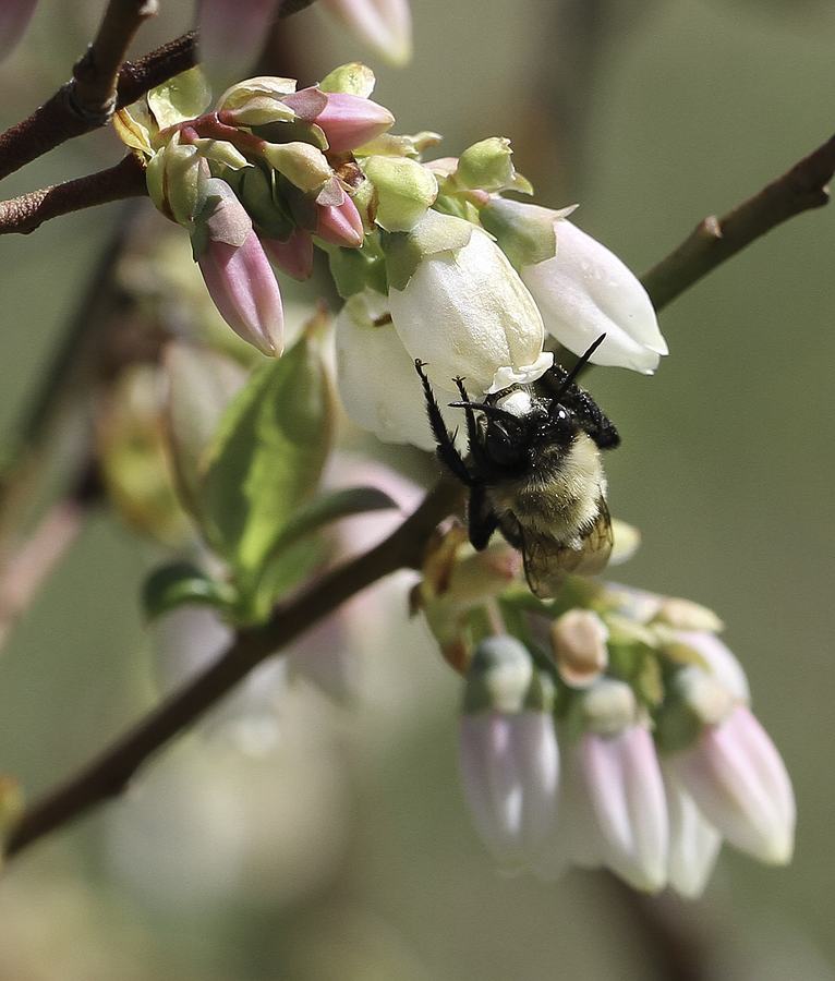 Southeastern blueberry bee foraging on blueberry bloom. Photo by Debbie Roos.