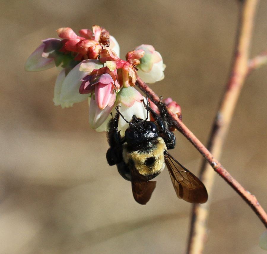Carpenter bee robbing nectar from a blueberry bloom. Carpenter bees are the primary nectar thieves on blueberry. Honey bees will often utilize the slits the carpenter bees cut in the corolla to come in as secondary nectar thieves. Photo by Debbie Roos.