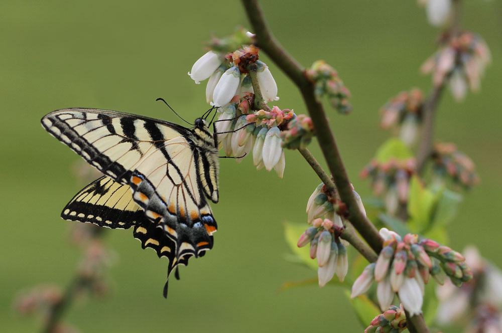 Eastern tiger swallowtail butterfly on blueberry. Photo by Debbie Roos.