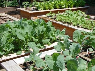 Raised beds