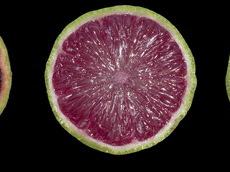 Three citrus slices on black background: blood orange, pink grapefruit, lime