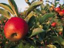 Red apple on a leafy branch with other apples in the orchard background
