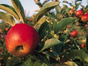 Red apple on a leafy branch with other apples in the orchard background