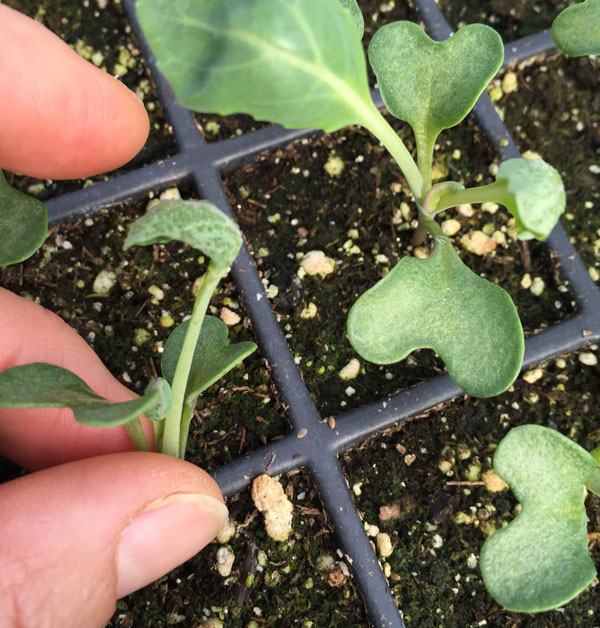 brassica seedlings