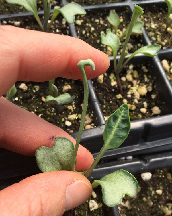 broccoli seedlings
