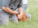 Person kneeling in grass restraining a brown calf's head with both hands.