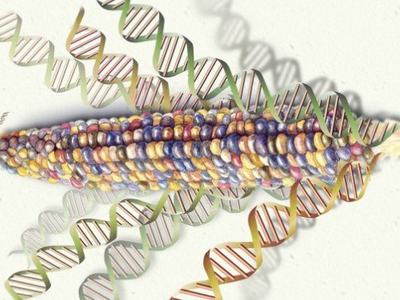 Multicolored ear of corn surrounded by DNA double-helix strands