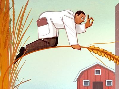 Scientist in lab coat balancing on a wheat stalk and inspecting a grain