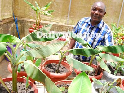 Man tending potted banana plants in a greenhouse; text "Daily Monitor" visible.