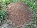 fire-ant-mound