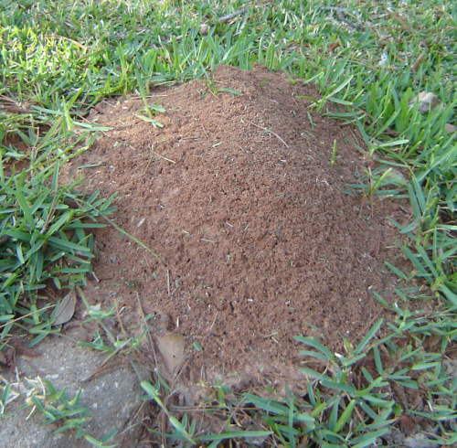 A fire ant mound in a field