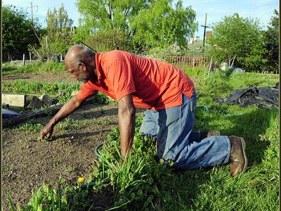 Man kneeling in a garden bed pulling weeds