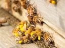 Honeybees clustered at hive entrance carrying bright yellow pollen loads