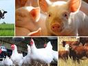 Collage: cow in pasture; piglet close-up with other piglets; chickens in coop; beef cattle herd