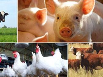 Collage: cow in pasture; piglet close-up with other piglets; chickens in coop; beef cattle herd