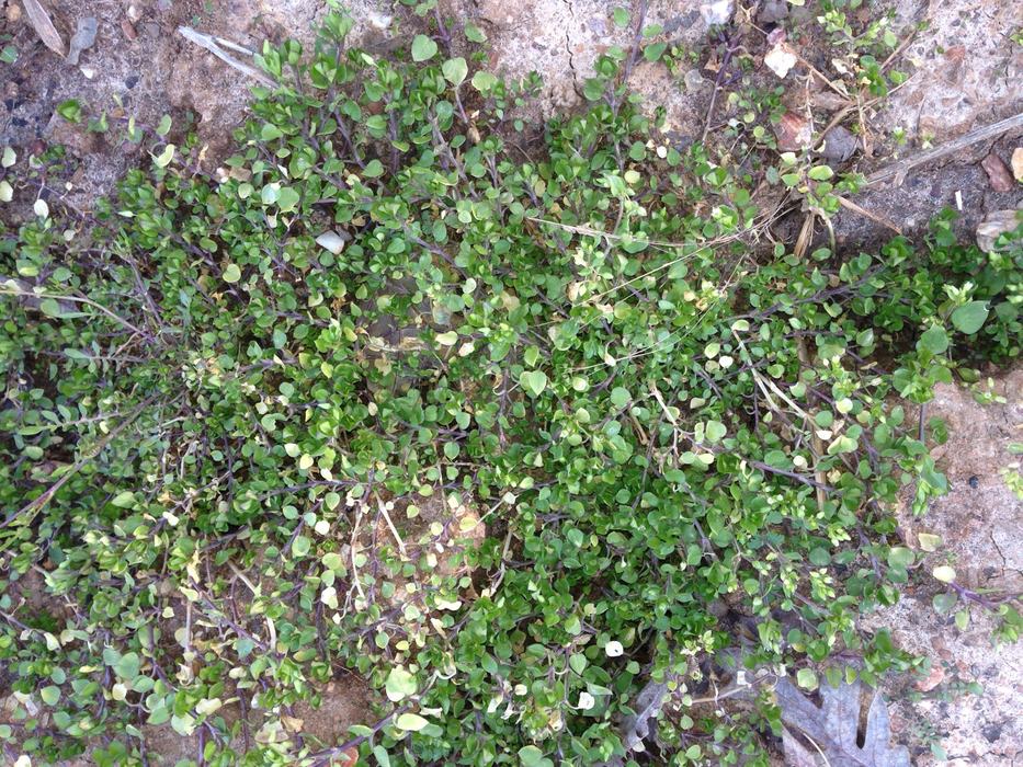 5. Common chickweed