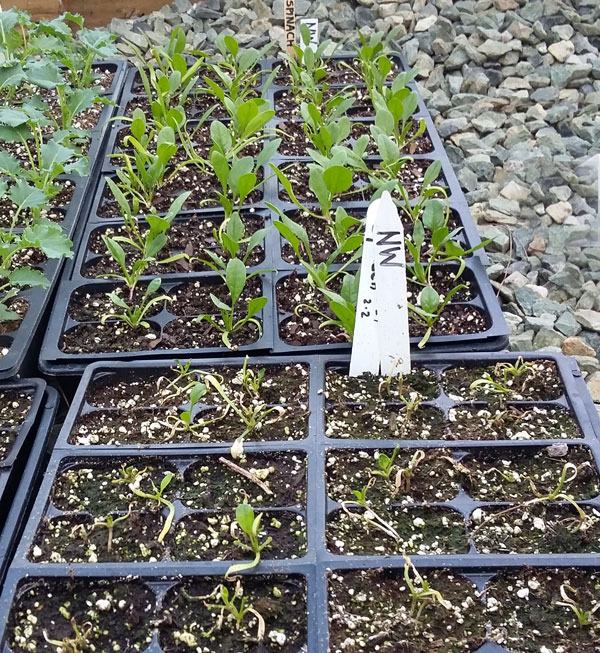 spinach seedlings