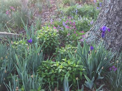 Spring flowers in the garden