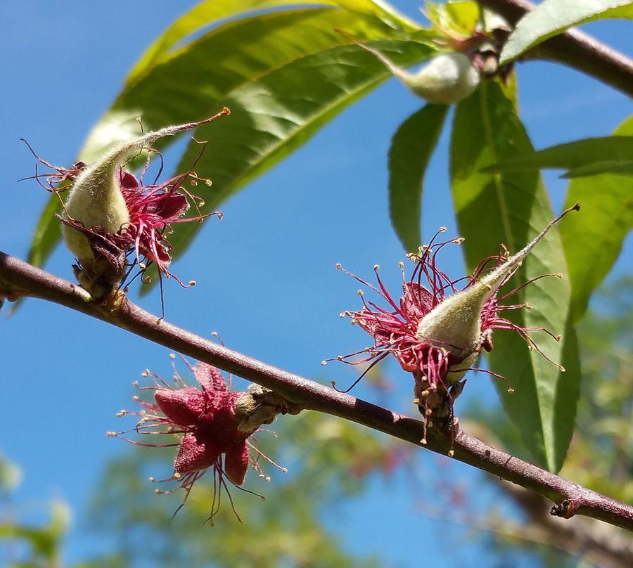 Young developing peach fruit hours after a hard freeze on April 6. Freeze damage is not always immediately evident on tree fruit. Photo by Debbie Roos.