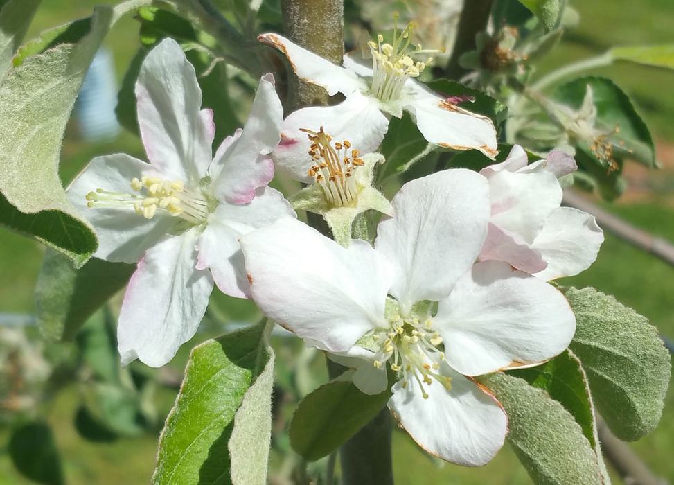 King bloom. Photo by Debbie Roos.