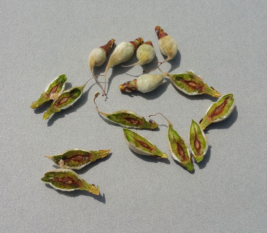 You can't always tell from outward appearances if fruit was damaged by freeze. The best way to tell is to cut it in half. The center of the developing fruit should be green, not brown like these peaches. Photo by Debbie Roos.