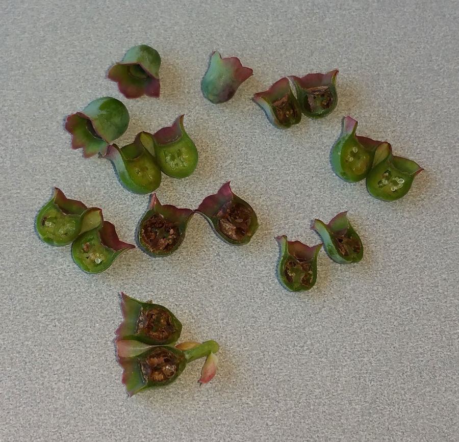 Freeze damaged blueberries. Photo by Debbie Roos.