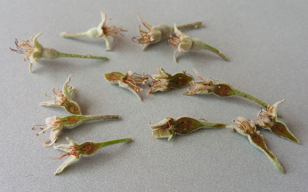 I cut into some of the developing king fruit and the freeze damage was evident. The king blooms produce the largest fruit so some of this was lostt in the freeze but the side blooms were not damaged. Photo by Debbie Roos.