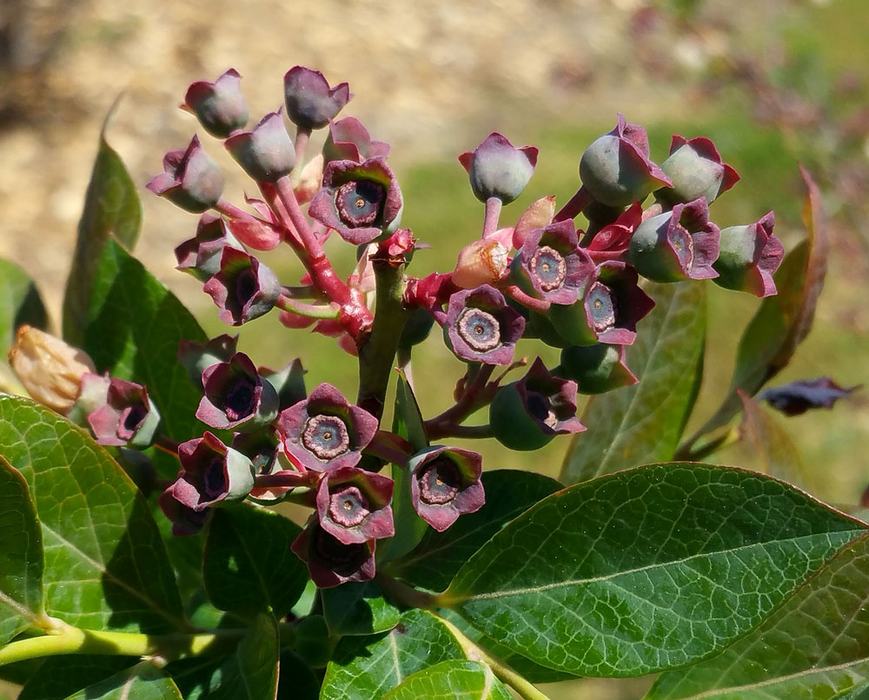 The small green fruit are most vulnerable to freeze damage and can be damaged at 32° F. Photo by Debbie Roos.