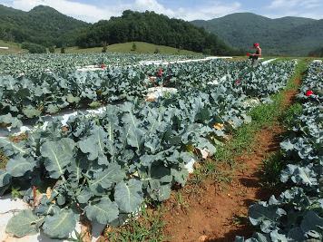 Growing broccoli on white plastic