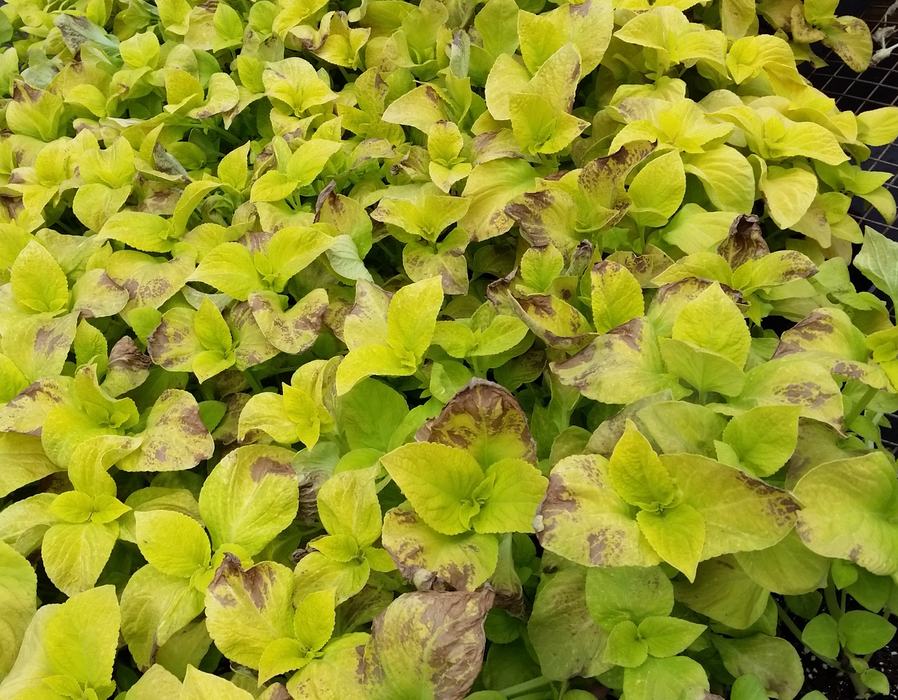 Symptoms of coleus downy mildew on leaves, NCSU Plant Disease and Insect Clinic