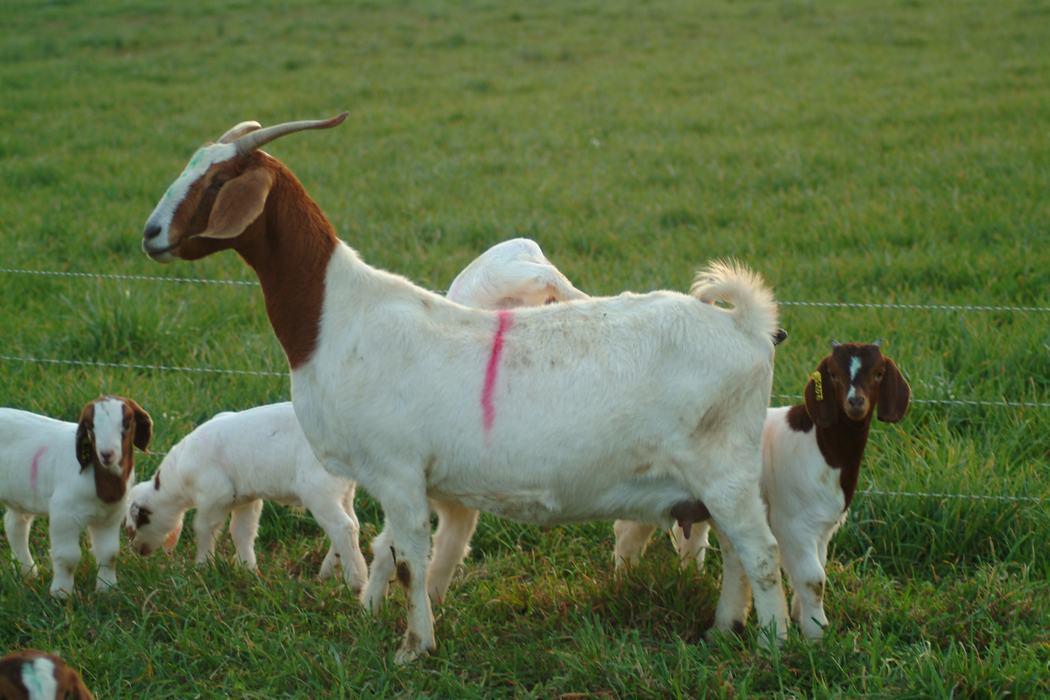 Adult brown-headed white goat with pink flank mark standing with kids in grass
