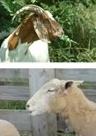 Brown-and-white goat looking downward above a white sheep by a wooden fence