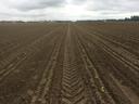 Rows of young crop seedlings in freshly plowed field with tractor tire tracks