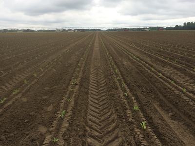 Rows of young crop seedlings in freshly plowed field with tractor tire tracks