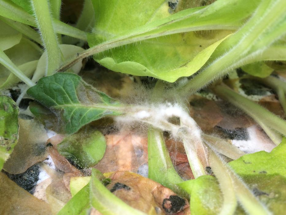 Collar Rot (Sclerotinia sclerotiorum) presence on tobacco seedlings as noted by white mycelium.
