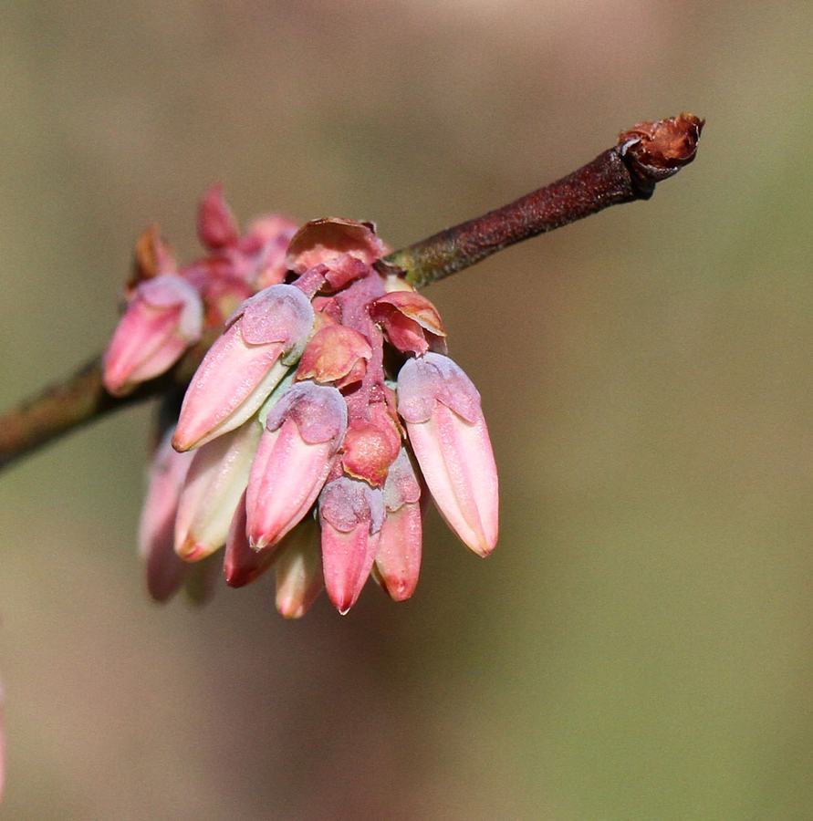 Tightly closed blooms are less susceptible to frost damage than fully open blooms or small green fruit. This photo was taken on March 23. Photo by Debbie Roos.