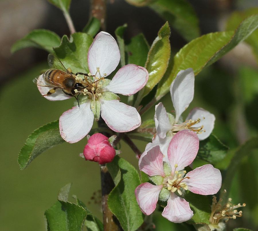 A honey bee visits an apple bloom on the day after a hard freeze. These apple trees are planted at the top of a hill where it did not get as cold and did not appear to be damaged but they still have one more freeze to survive before they are out of the woods! Photo by Debbie Roos.