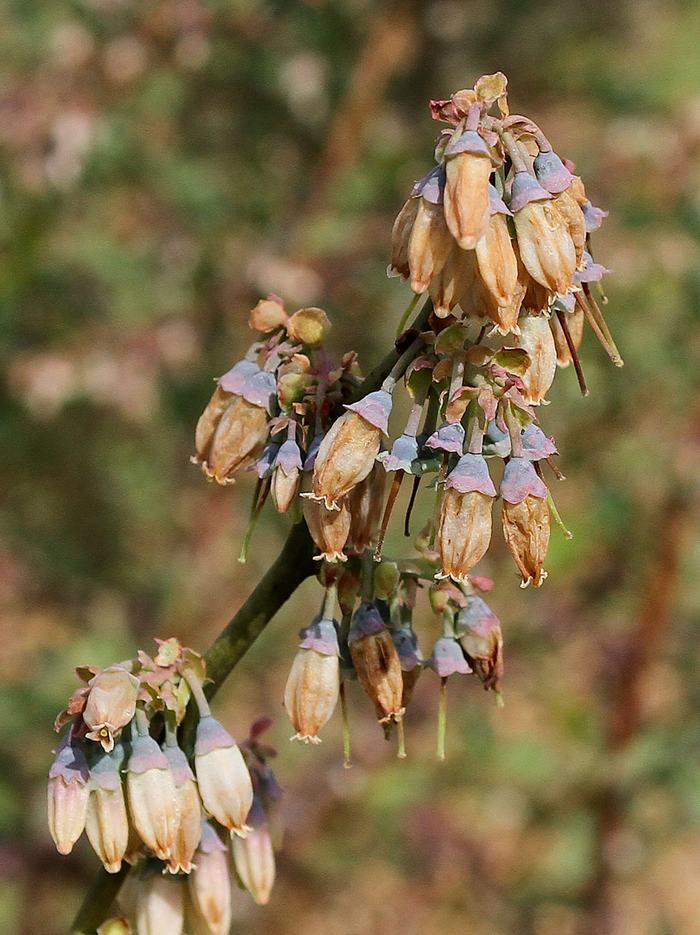 Blueberry blooms damaged by the April 6th freeze. Photo by Debbie Roos.