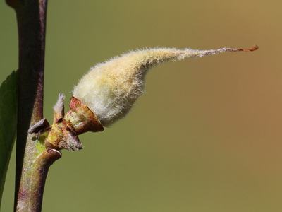 Fuzzy elongated plant bud on a thin woody stem against blurred background