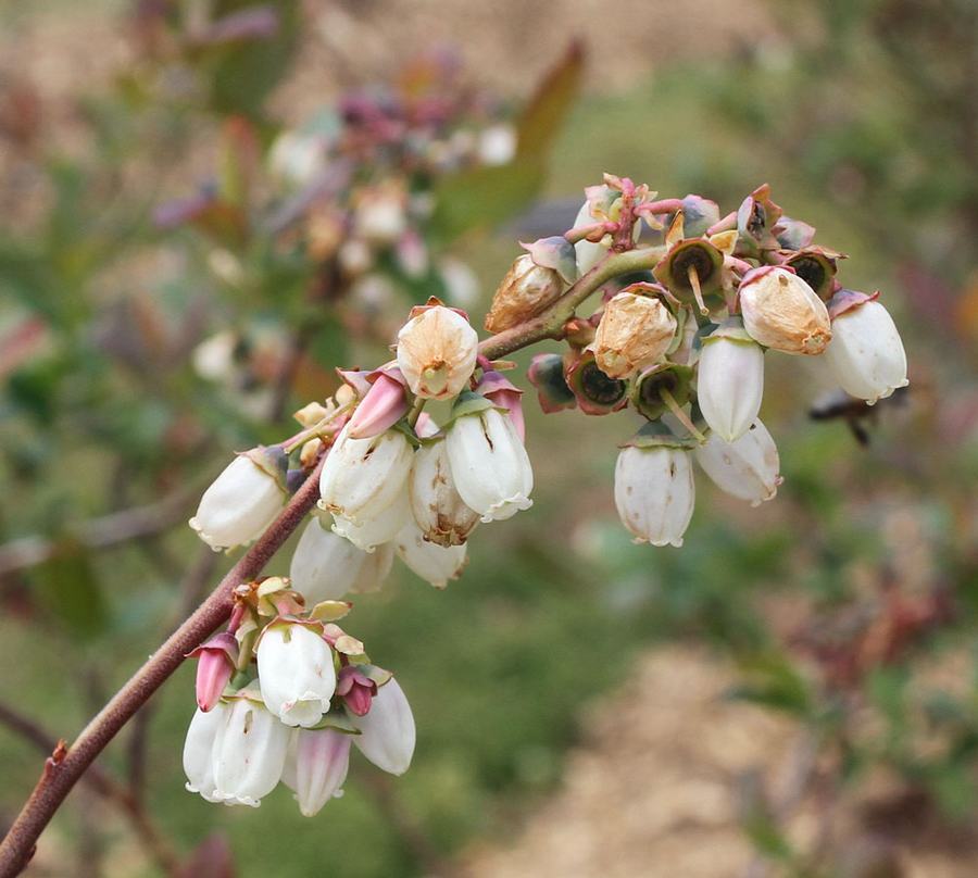 Blueberry blooms on April 11, after two nights of temperatures around 25° F. Photo by Debbie Roos.