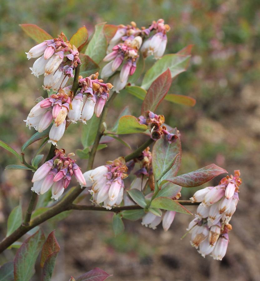 Blueberry blooms on April 11, after two nights of temperatures around 25° F. Photo by Debbie Roos.